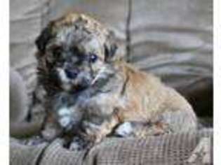 Havanese Puppy for sale in GLENCOE, MN, USA