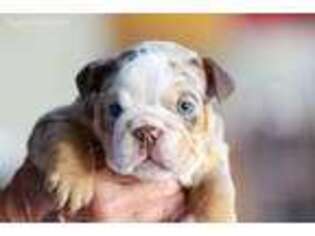 Bulldog Puppy for sale in Agoura Hills, CA, USA