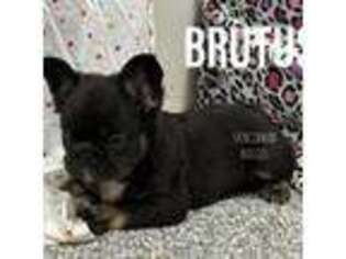 French Bulldog Puppy for sale in Bourbon, IN, USA