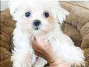 Maltese Puppy for sale in Saint Johnsbury, VT, USA