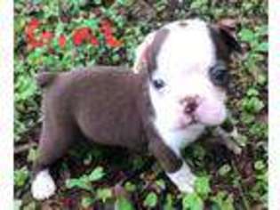 Boston Terrier Puppy for sale in Hudson, FL, USA