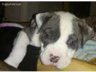 American Bulldog Puppy for sale in Lancaster, OH, USA