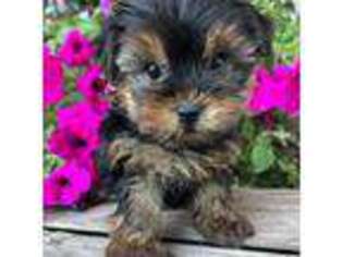 Yorkshire Terrier Puppy for sale in Le Roy, MN, USA