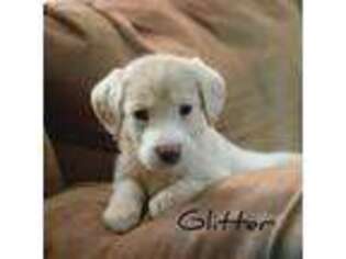 Labradoodle Puppy for sale in Lake City, MN, USA