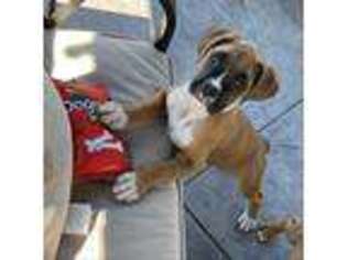 Boxer Puppy for sale in Addison, IL, USA