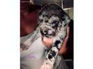 Great Dane Puppy for sale in Crivitz, WI, USA