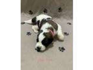 Saint Bernard Puppy for sale in Chehalis, WA, USA
