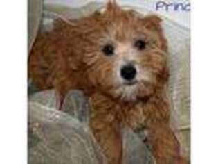 Cavapoo Puppy for sale in Brentwood, TN, USA