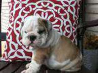 Bulldog Puppy for sale in Reinholds, PA, USA