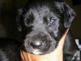 Great Dane Puppy for sale in LUNENBURG, MA, USA