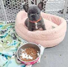 French Bulldog Puppy for sale in Piscataway, NJ, USA
