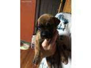Boxer Puppy for sale in Keene, NH, USA