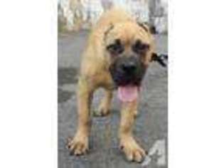 Mutt Puppy for sale in YONKERS, NY, USA