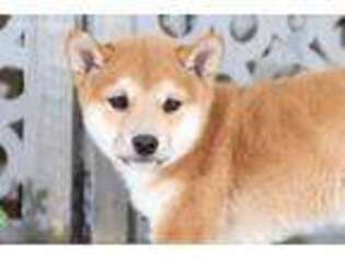Shiba Inu Puppy for sale in Howard, OH, USA