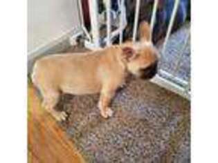 French Bulldog Puppy for sale in Uhrichsville, OH, USA