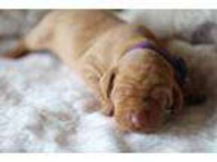 Vizsla Puppy for sale in Monmouth, OR, USA