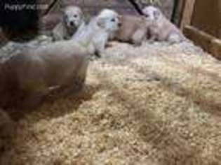 Golden Retriever Puppy for sale in Mattapoisett, MA, USA