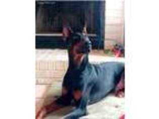 Doberman Pinscher Puppy for sale in Lawrenceville, GA, USA