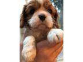 Cavalier King Charles Spaniel Puppy for sale in Portland, OR, USA