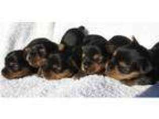 Yorkshire Terrier Puppy for sale in Rockford, IL, USA