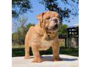 Bulldog Puppy for sale in Santa Fe, TX, USA