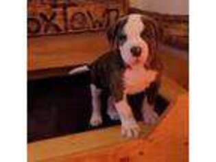 American Bulldog Puppy for sale in Maplesville, AL, USA