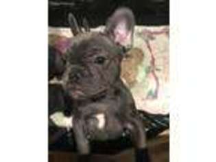 French Bulldog Puppy for sale in Marlton, NJ, USA