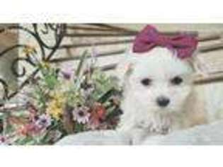 Maltese Puppy for sale in Hamilton, MO, USA