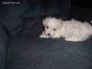 Havanese Puppy for sale in Seymour, MO, USA