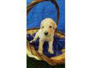 Labradoodle Puppy for sale in Knoxville, TN, USA