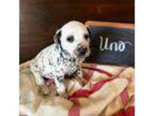 Dalmatian Puppy for sale in Bartlesville, OK, USA