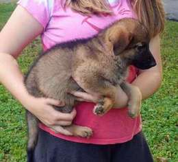 German Shepherd Dog Puppy for sale in Independence, MO, USA