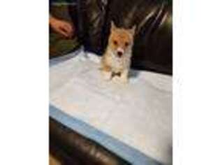 Pembroke Welsh Corgi Puppy for sale in Hemet, CA, USA