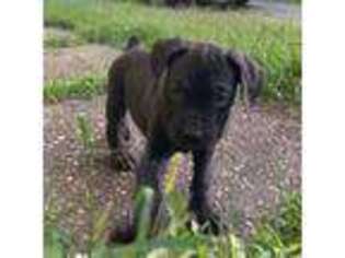 Cane Corso Puppy for sale in Pittsburgh, PA, USA