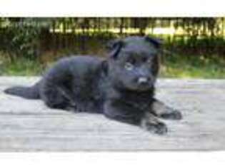 German Shepherd Dog Puppy for sale in Mableton, GA, USA