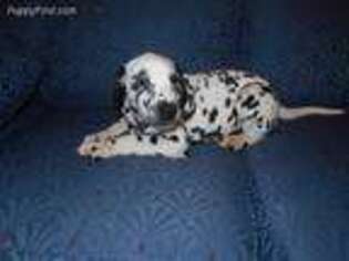 Dalmatian Puppy for sale in Halifax, VA, USA
