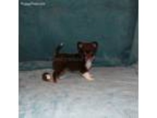 Chihuahua Puppy for sale in Rogers, AR, USA