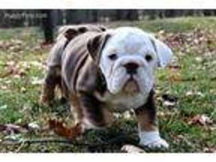 Bulldog Puppy for sale in New Windsor, NY, USA