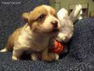 Pembroke Welsh Corgi Puppy for sale in Eastampton, NJ, USA