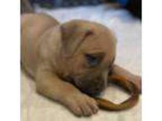 Mutt Puppy for sale in Long Beach, NY, USA