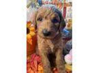 Mutt Puppy for sale in Lake Charles, LA, USA