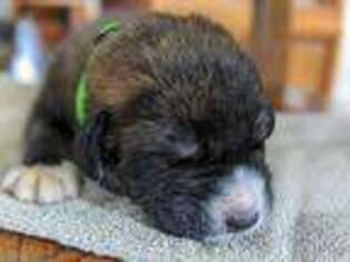 Spanish Mastiff Puppy for sale in Camden, MI, USA