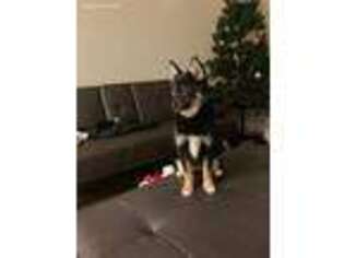 Mutt Puppy for sale in Malden, MA, USA