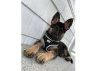 German Shepherd Dog Puppy for sale in Elmont, NY, USA