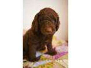 Labradoodle Puppy for sale in Carlisle, IA, USA