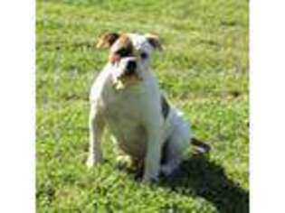 American Bulldog Puppy for sale in Chester, IL, USA