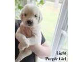 Mutt Puppy for sale in Gurdon, AR, USA