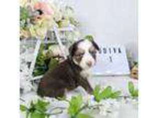 Australian Shepherd Puppy for sale in College Station, TX, USA