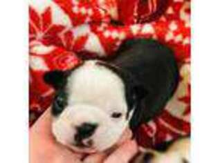 Boston Terrier Puppy for sale in Ithaca, NY, USA