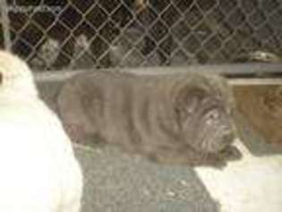 Mutt Puppy for sale in Oblong, IL, USA